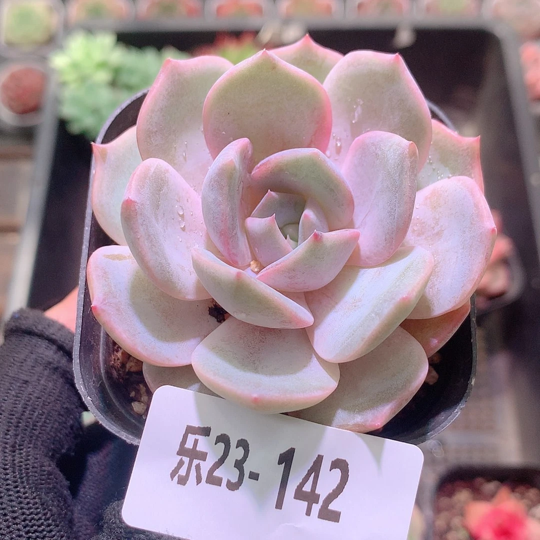 乐然23-142 新品单头