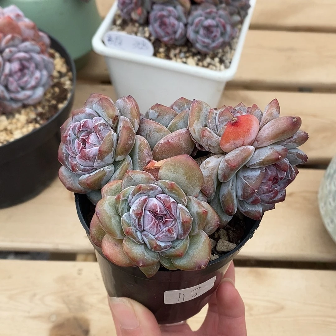 绿地紫心包脸八头