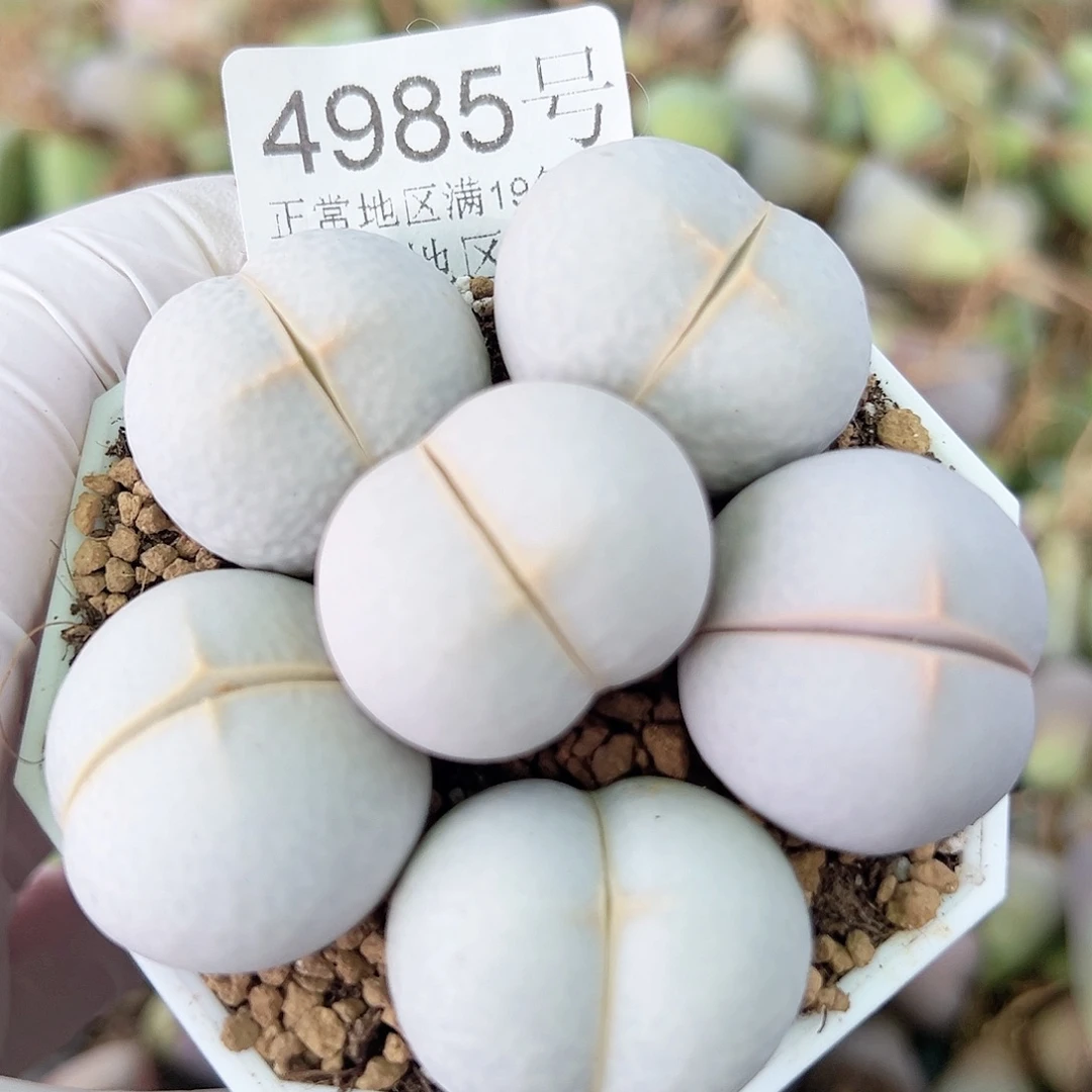 4985四年高尔夫6个2.5cm
