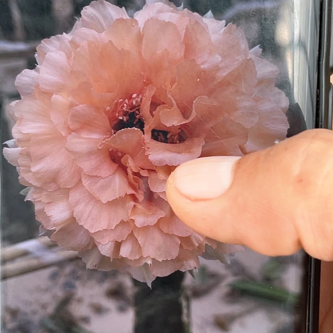 洋***洋初见侧芽 歪 满20包邮4公分
