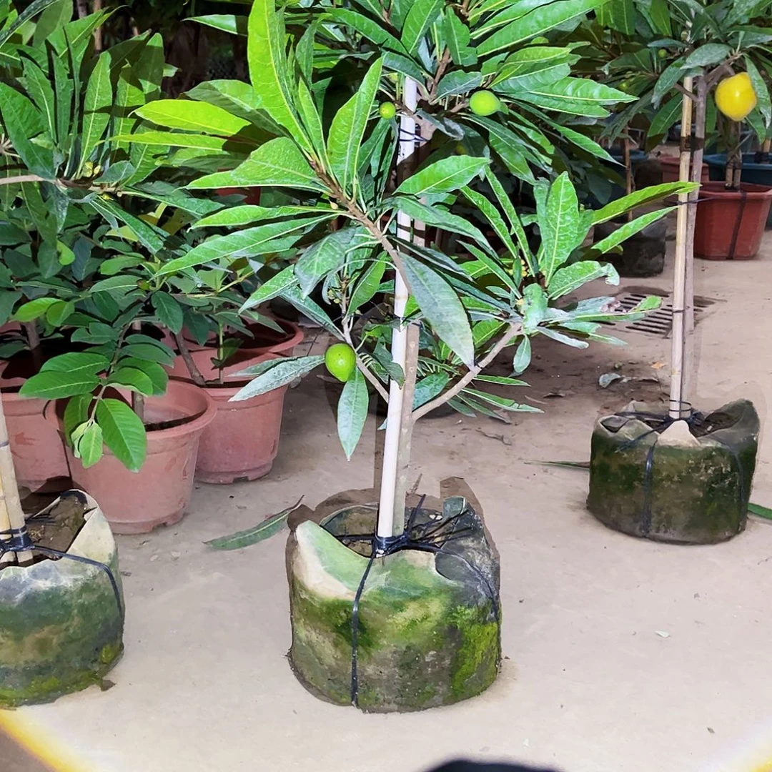 k***y完全开放果树88888888