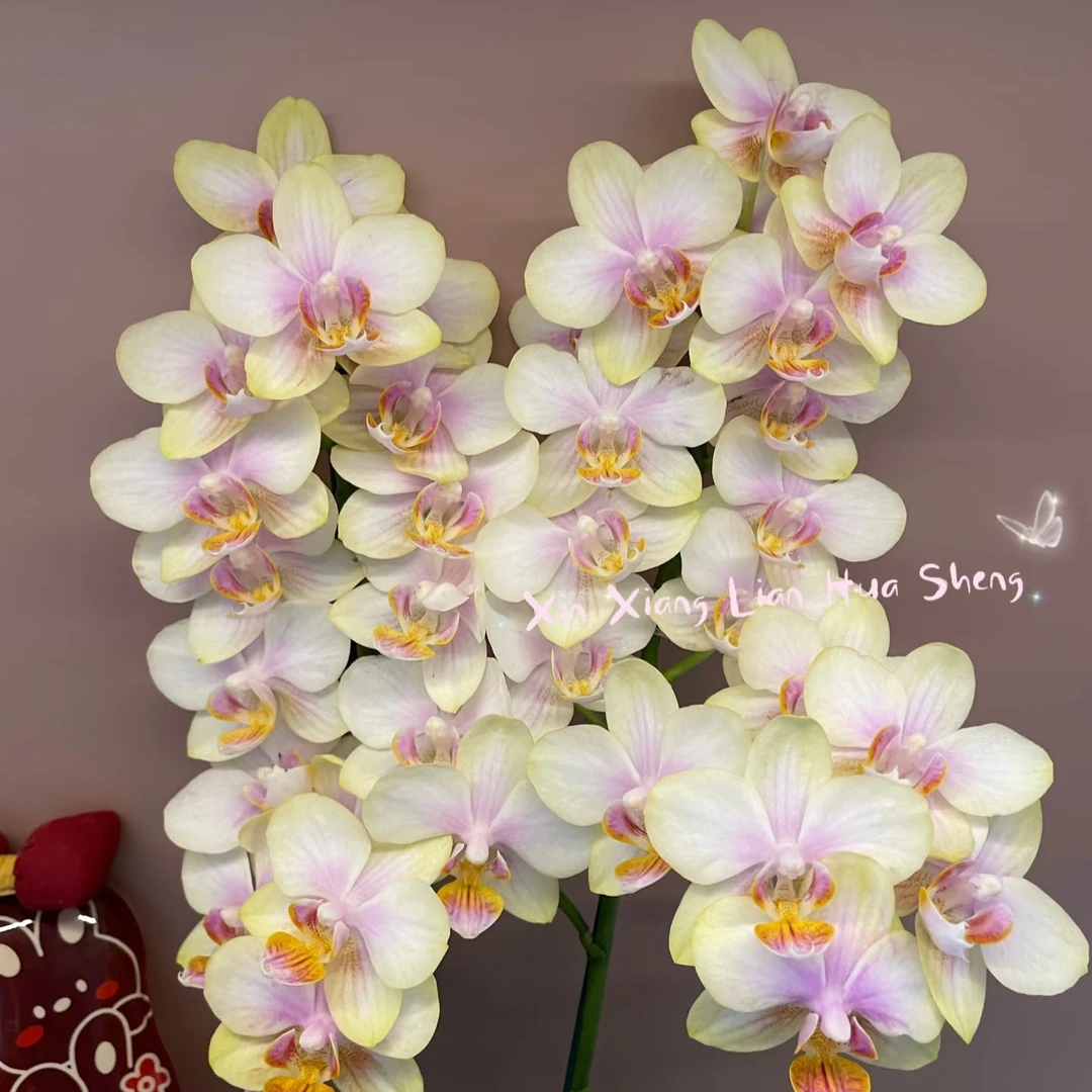 【祥云】蝴蝶兰祥云3.0寸多花剑发货