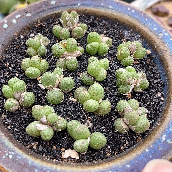 21516草莓斑马小群一颗   四头起