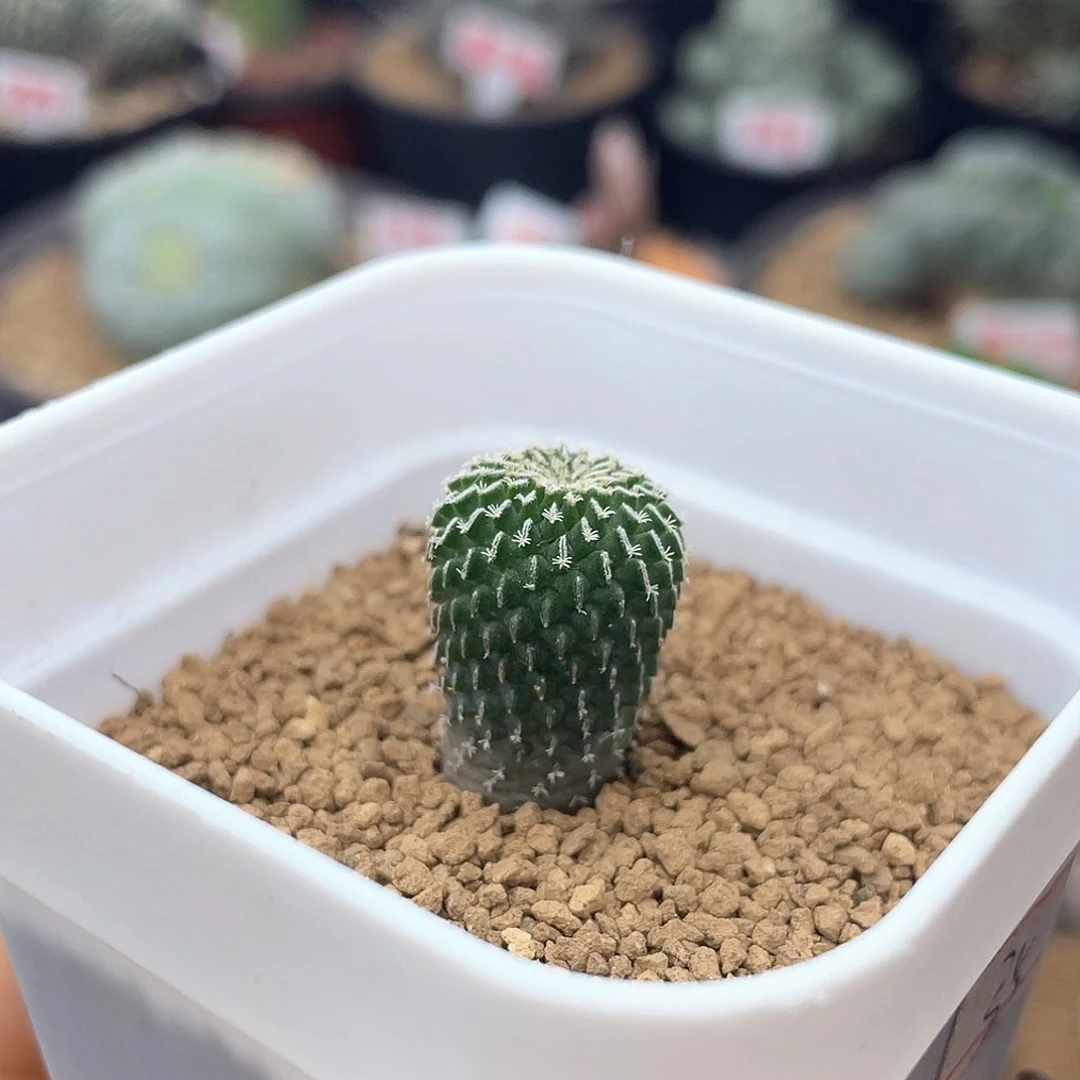 实生刺缀精巧殿仙人球