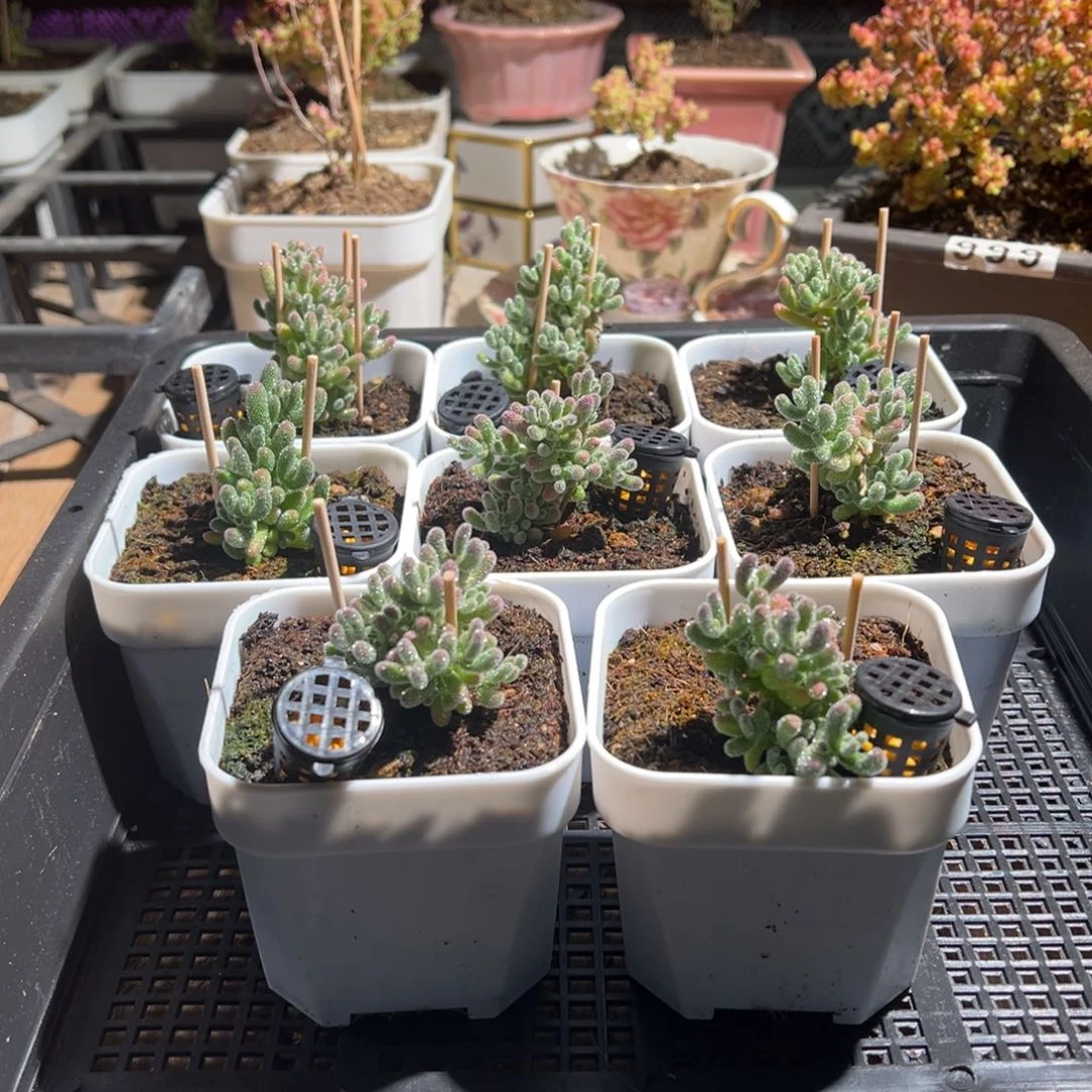 枝干番杏多肉植物711