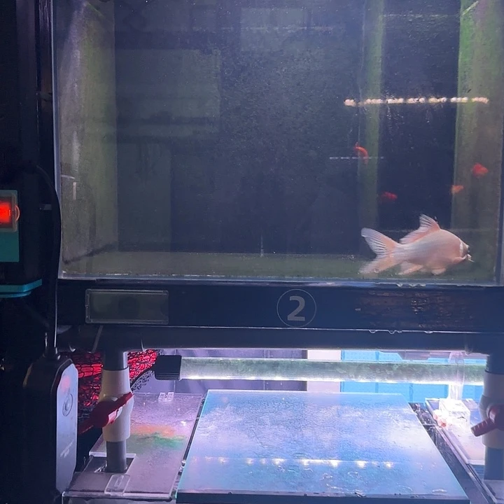 健***康玻璃2号缸，14公分左右，白鱼带点黄色，头有红点