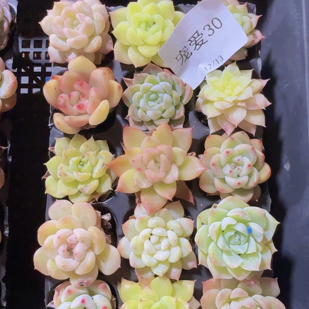 直播福利一物一拍30