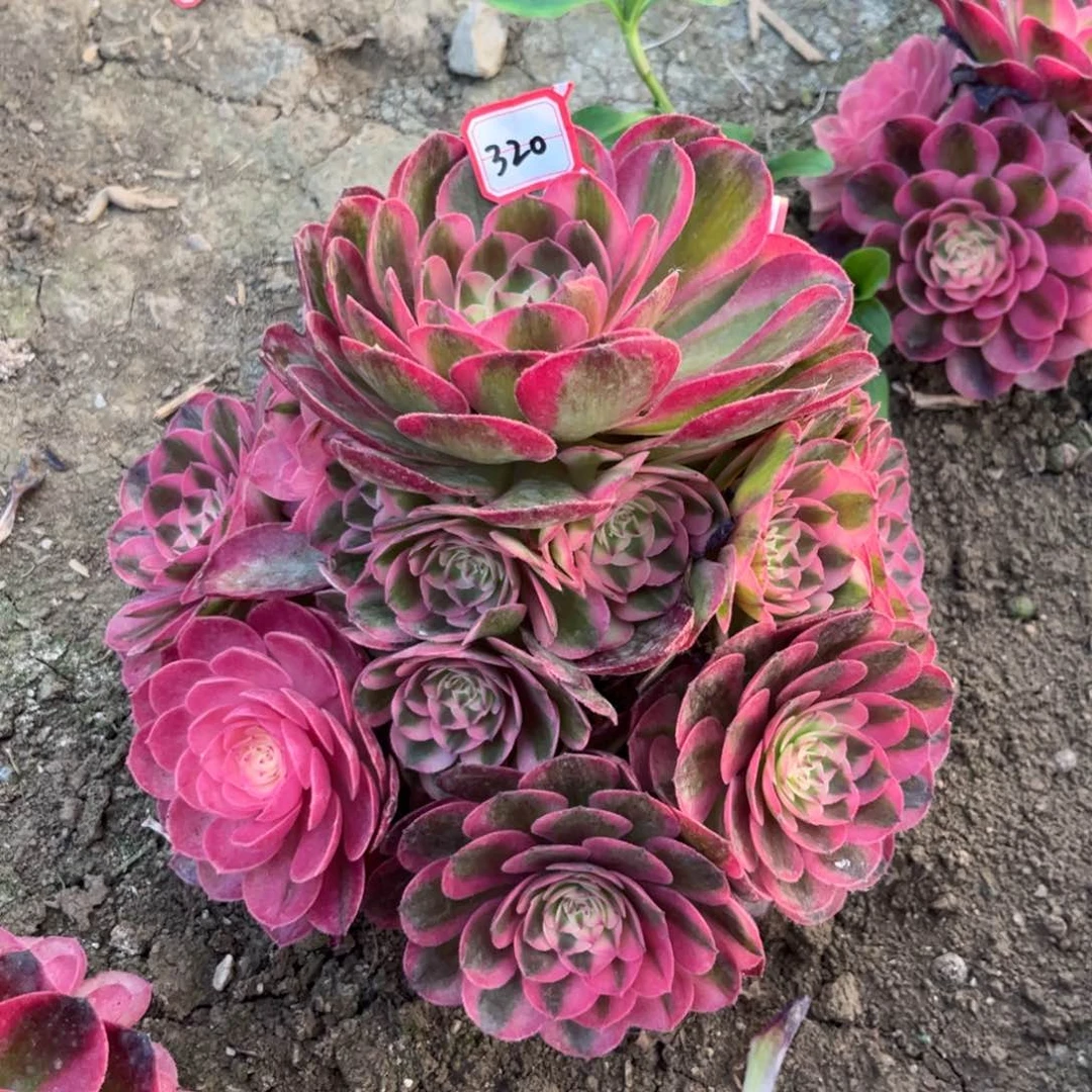 320多肉植物倾城