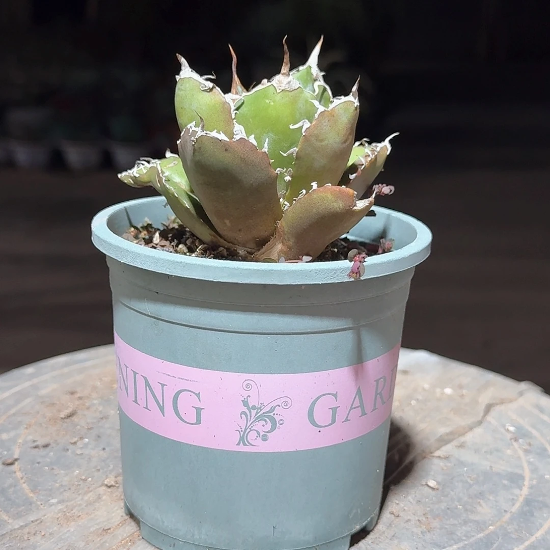 正版白鲸仁王冠龙舌兰