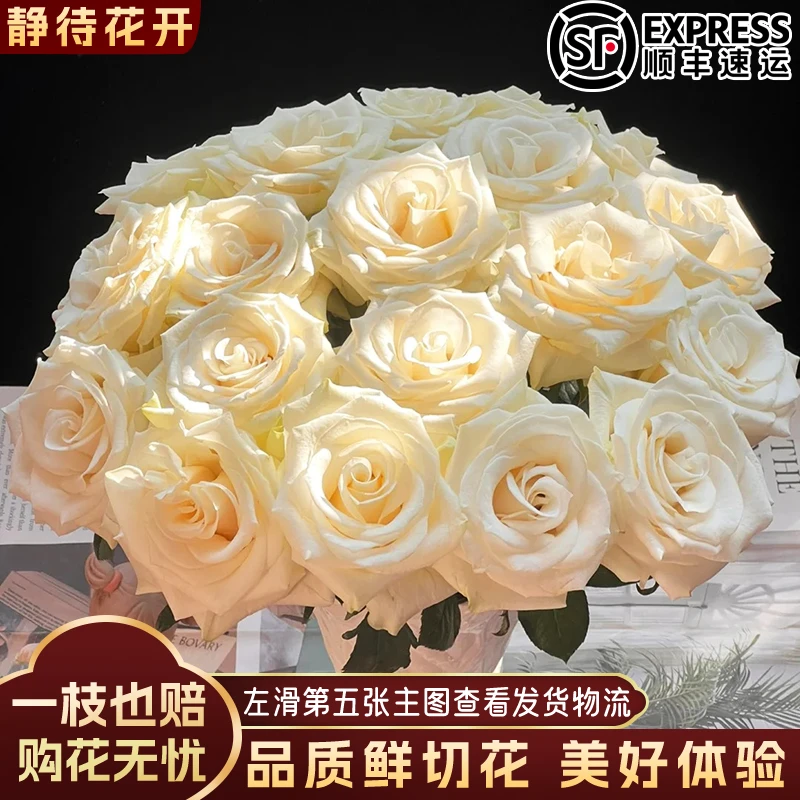 【静待花开】白色主题-A级单头玫瑰高品质云南鲜花斗南花卉顺丰包邮