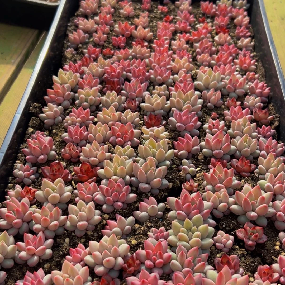 回***暮725多肉葡萄的味道是