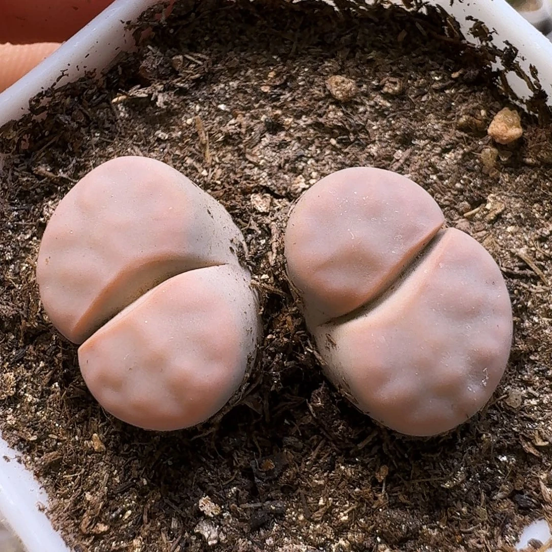 多***⑅生石花111111。   356