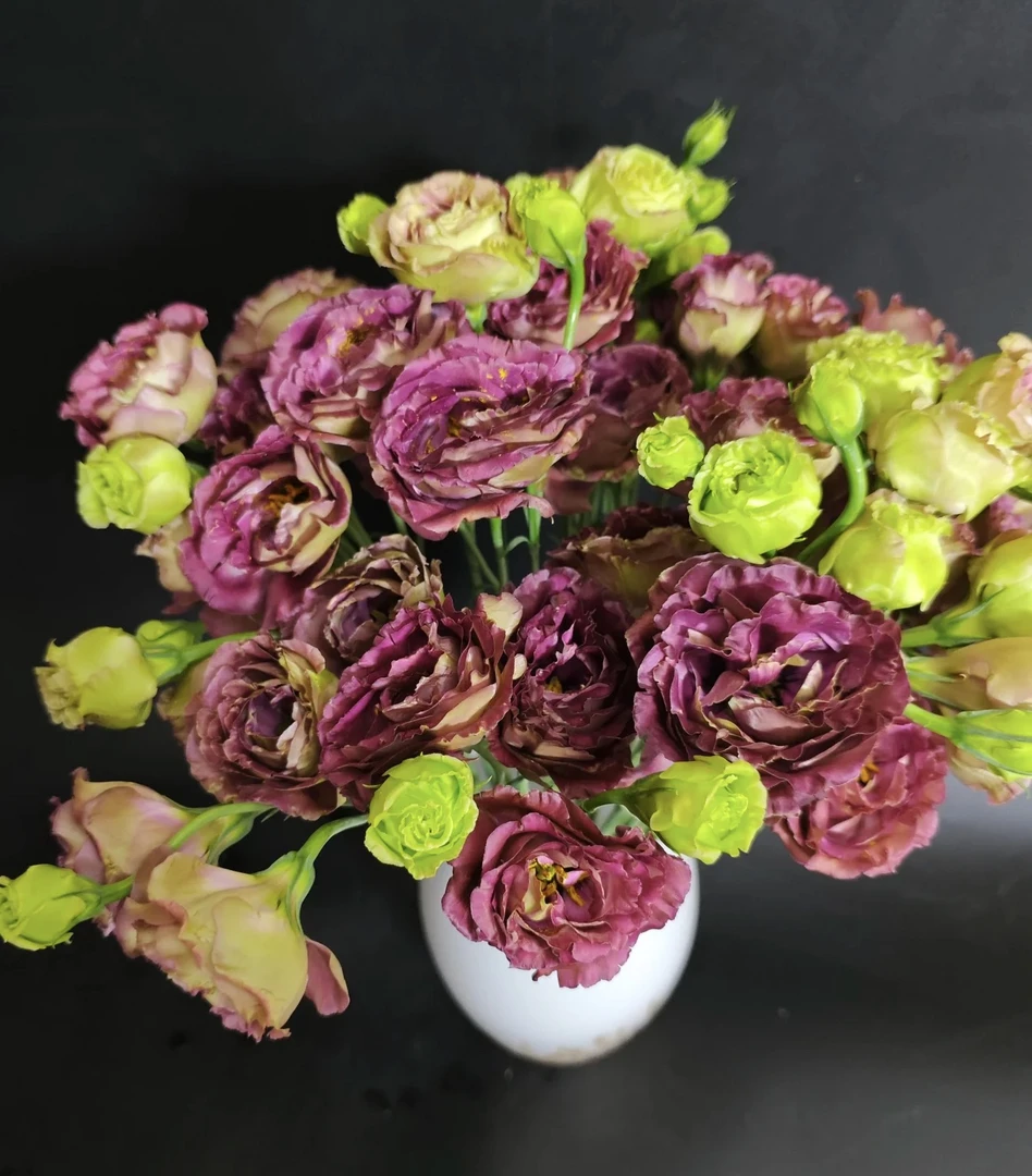 【洋桔梗】茶色一束，任意两单发顺丰冷链或中通空运