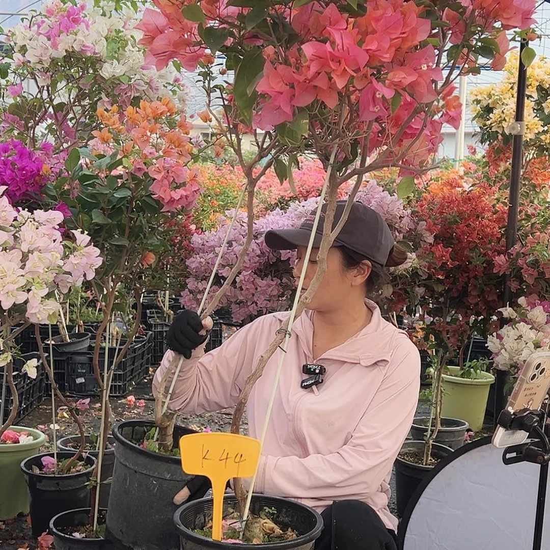 幸***天大部分花苞少量开放K44波妹