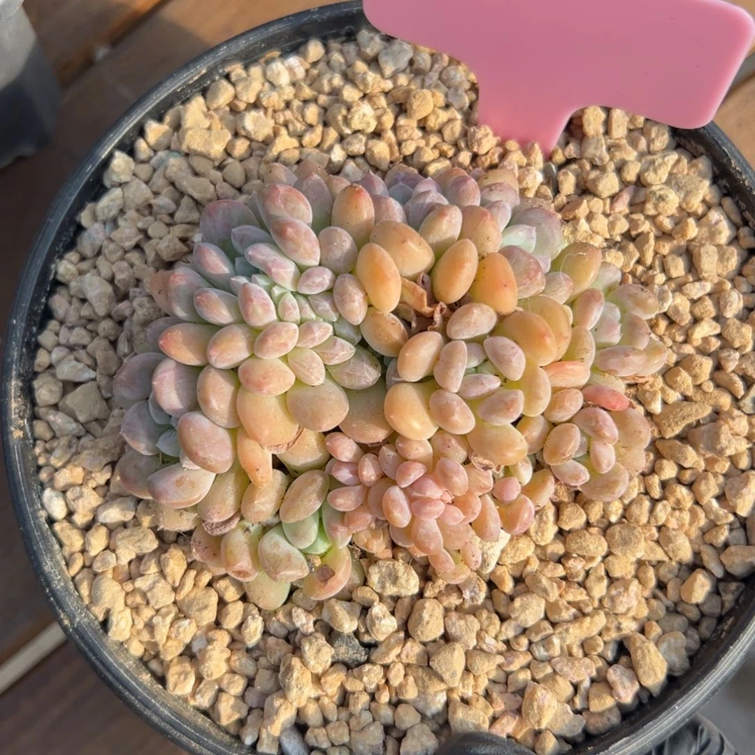 冰桃11111111111111