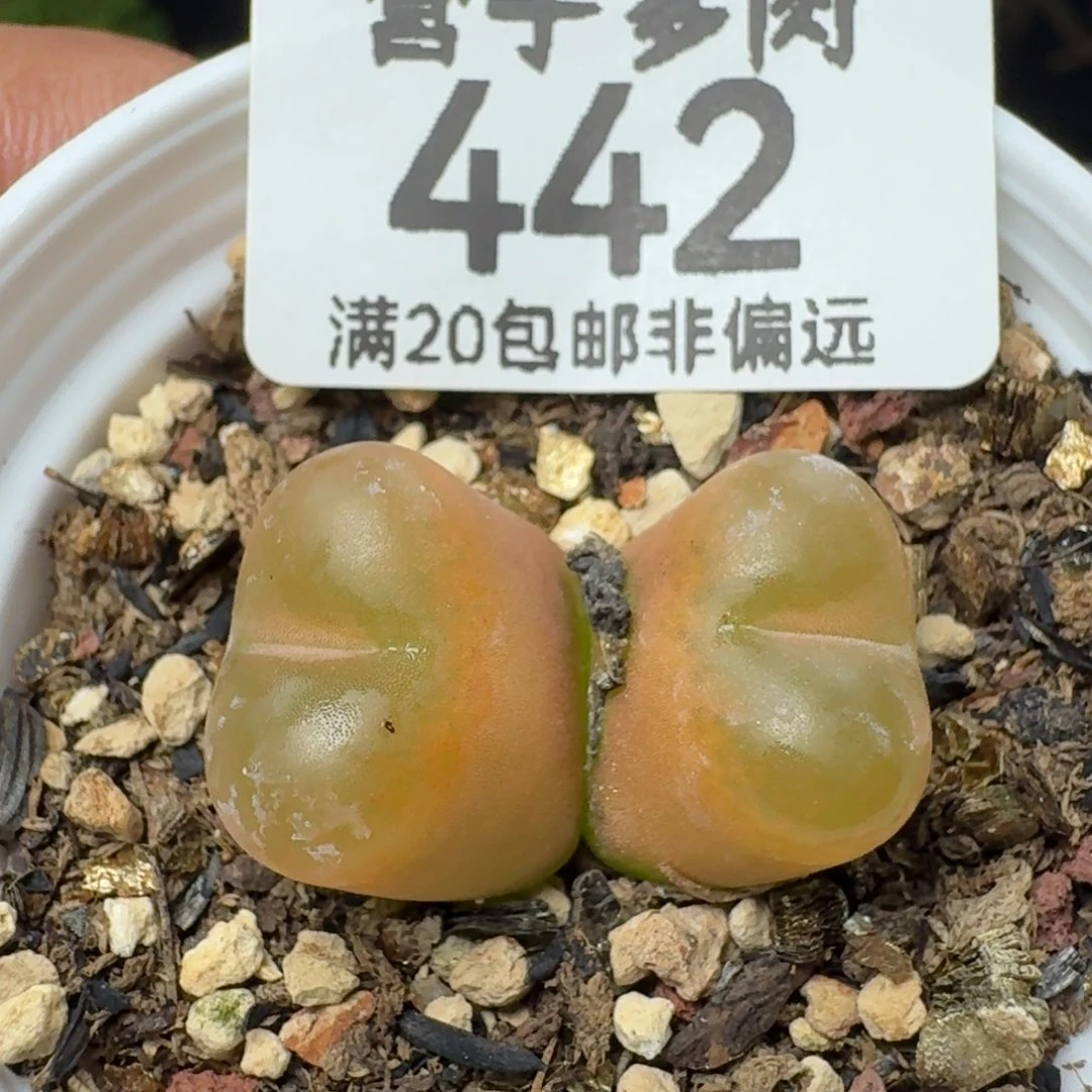 带盆土