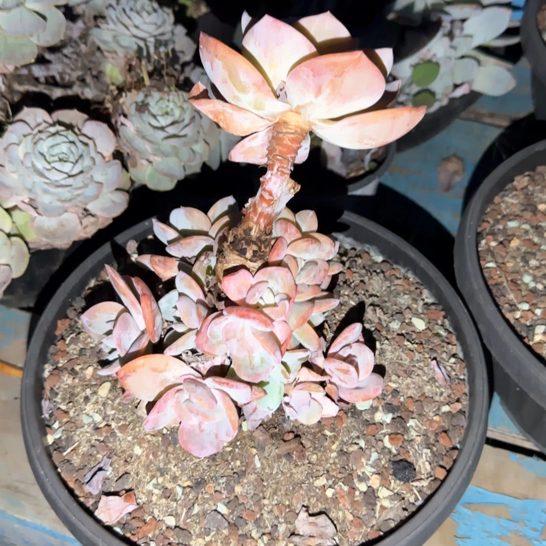 多肉植物多肉植物
