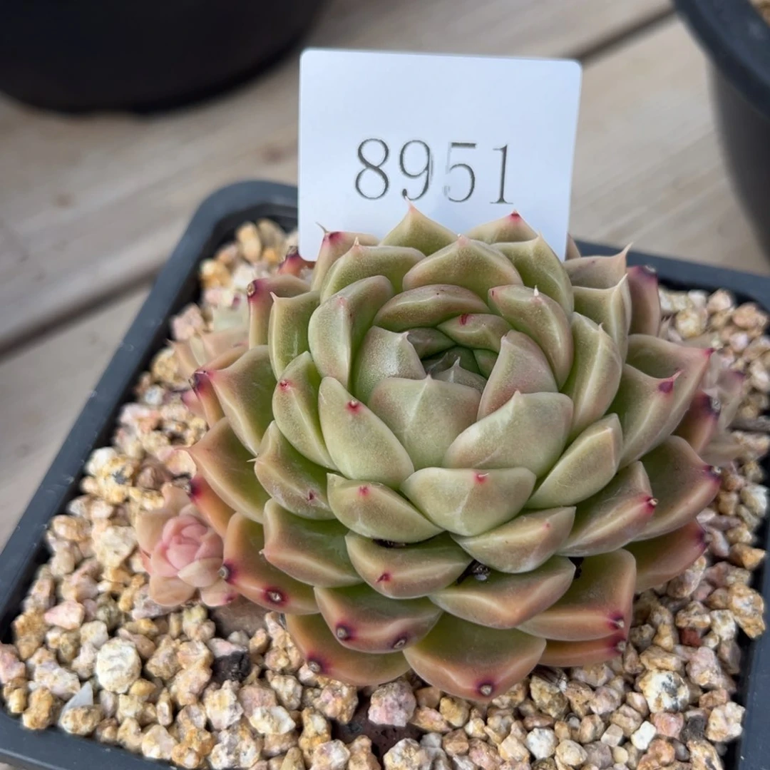 8951多肉多多多多多多