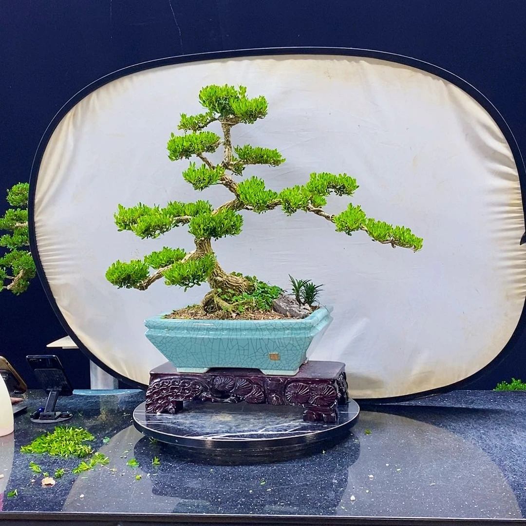 无花朵黄杨盆景造型