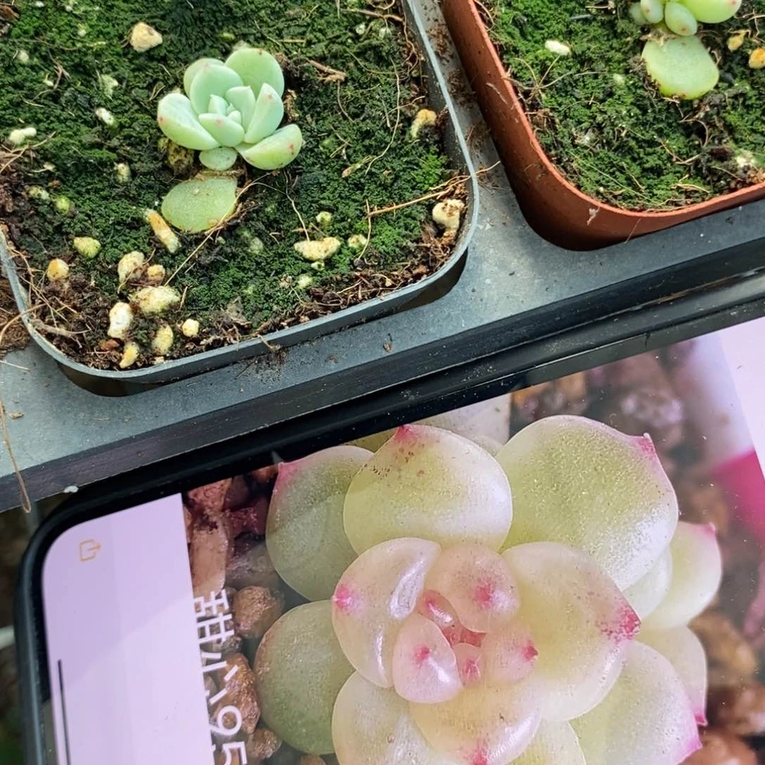 上盆甜心y1苗一个