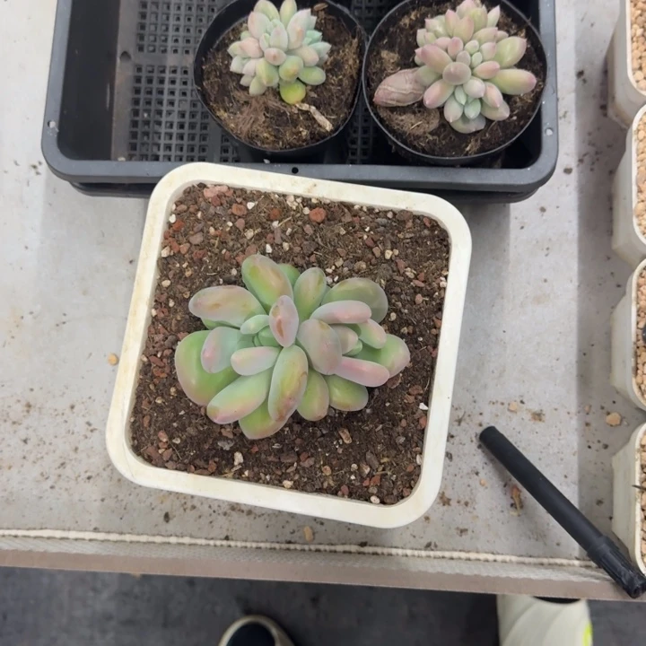 打***死X系列美人新品 一物一拍