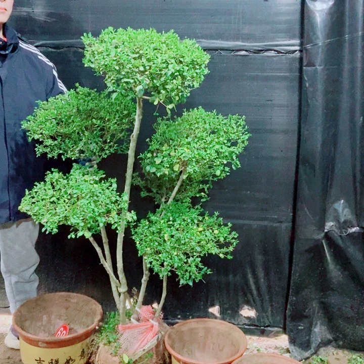 一物一拍一物一拍