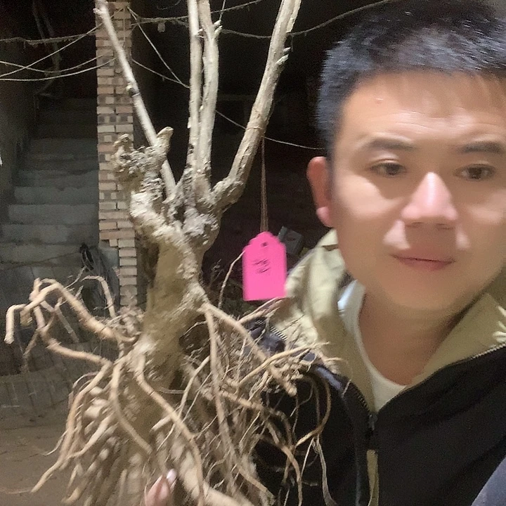 多***感当前无花栽培后可以开花