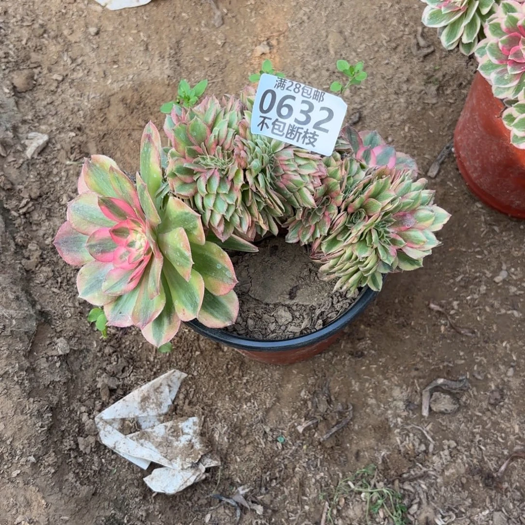 M. 632万白缀多肉，bafen