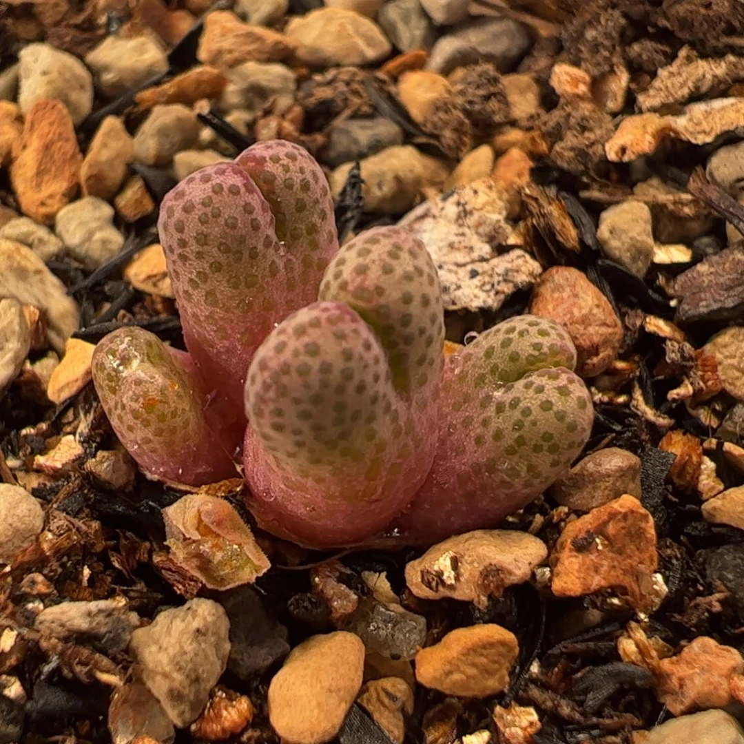 955D斑马多肉植物百科