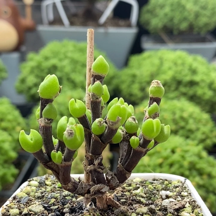 枝干兔子8287枝干番杏