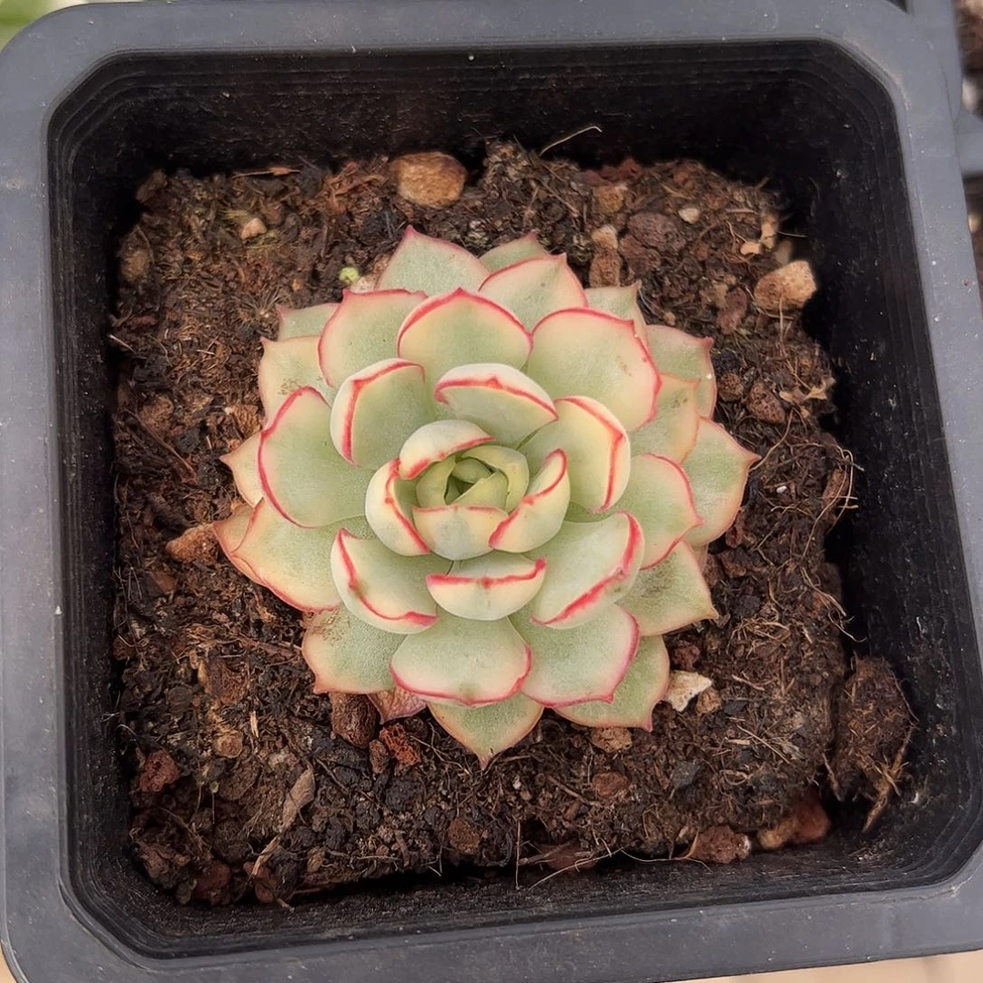 侧影锦 婕宝一物一拍