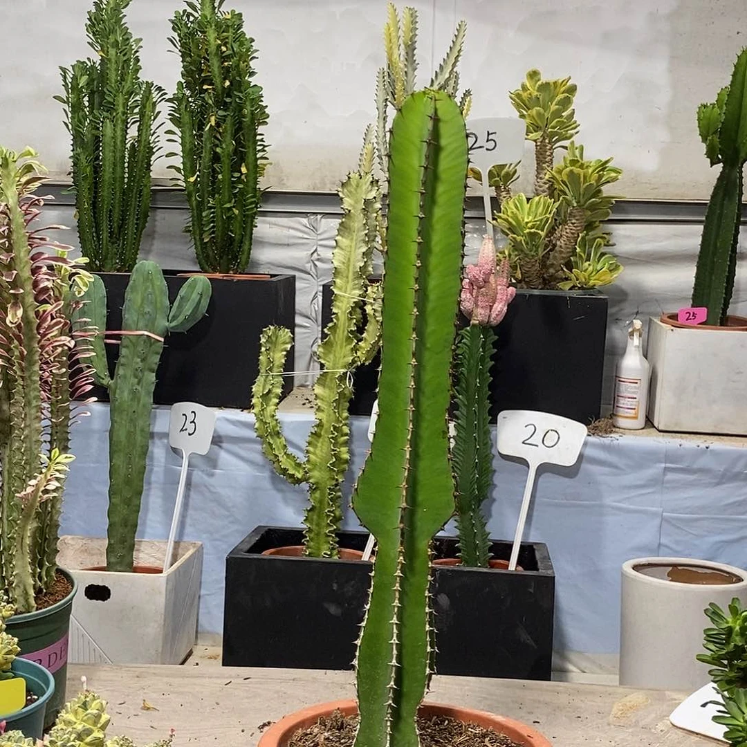 当前无花朵，栽培后可花朵琉璃塔一物一拍