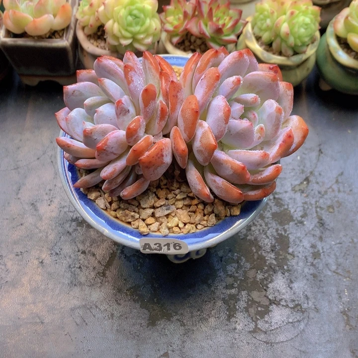 一物一拍含盆土满38包邮A316