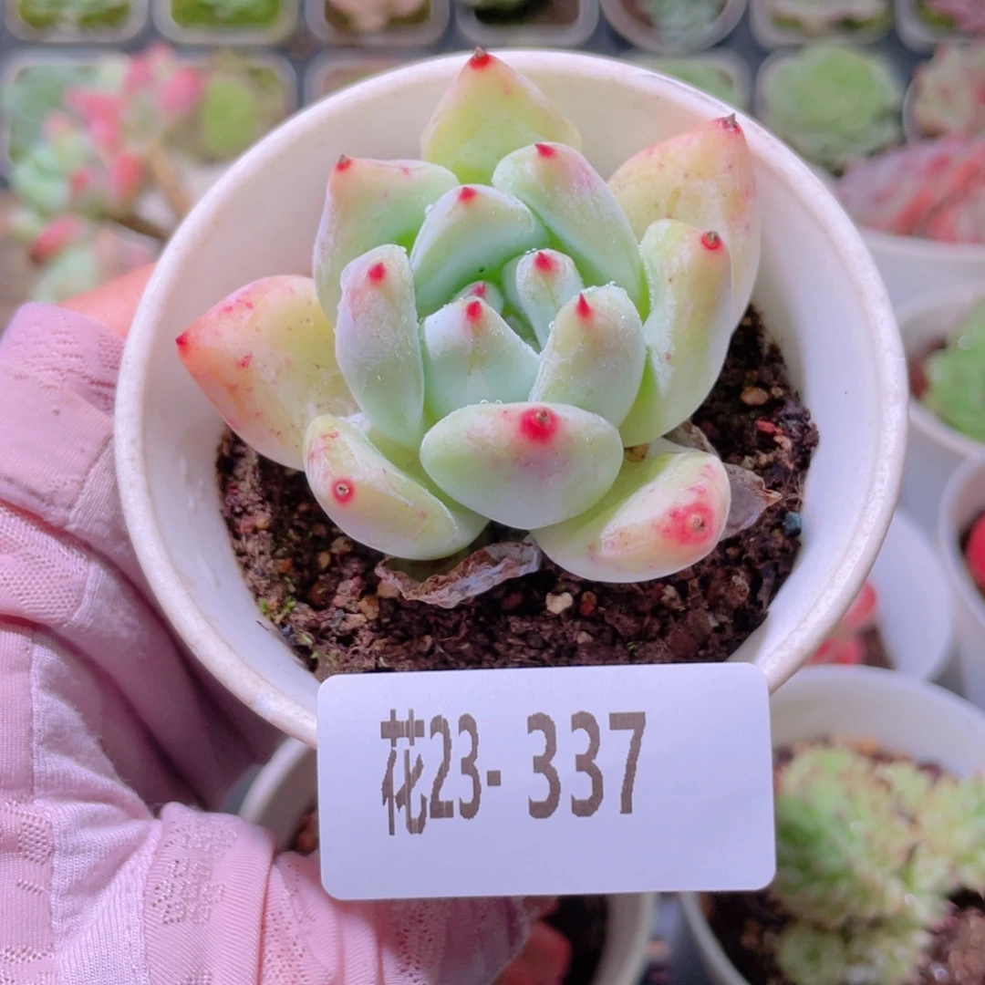 花利美23-337新品