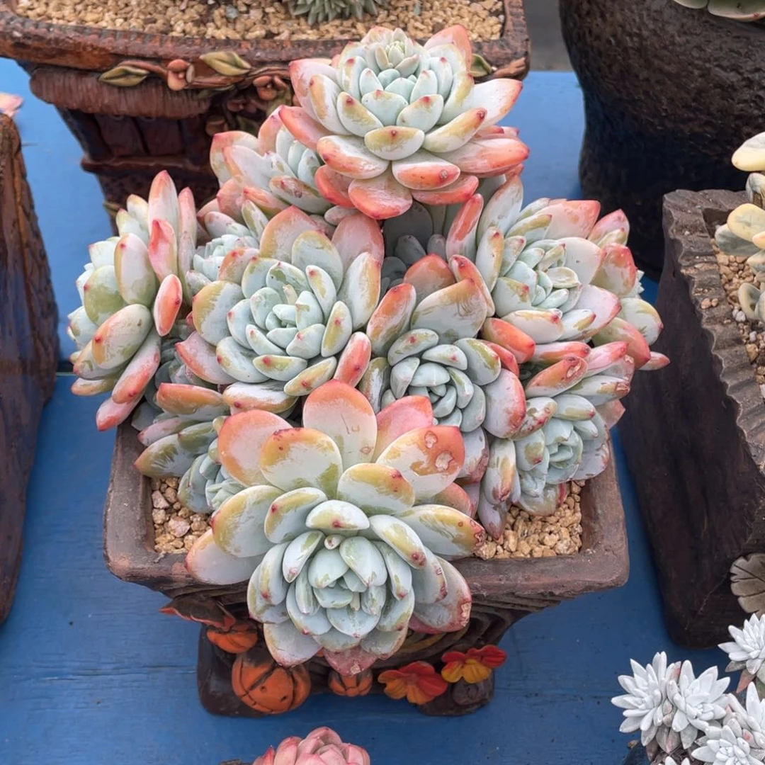 豆总多肉冷香老桩群