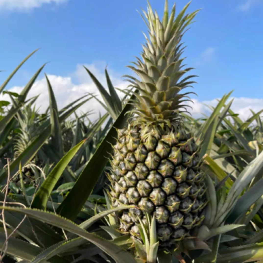 【满叶优选】广东徐闻香水菠萝新鲜现摘非海南金钻凤梨整箱发包邮