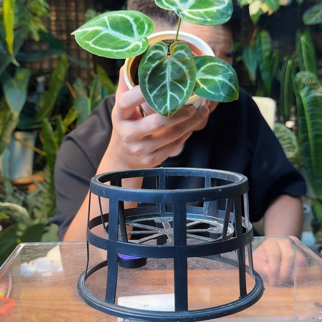 清***月无花朵一物一拍D822