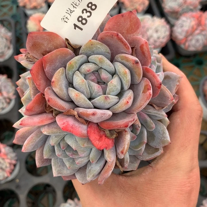 18号下午场，1838一颗