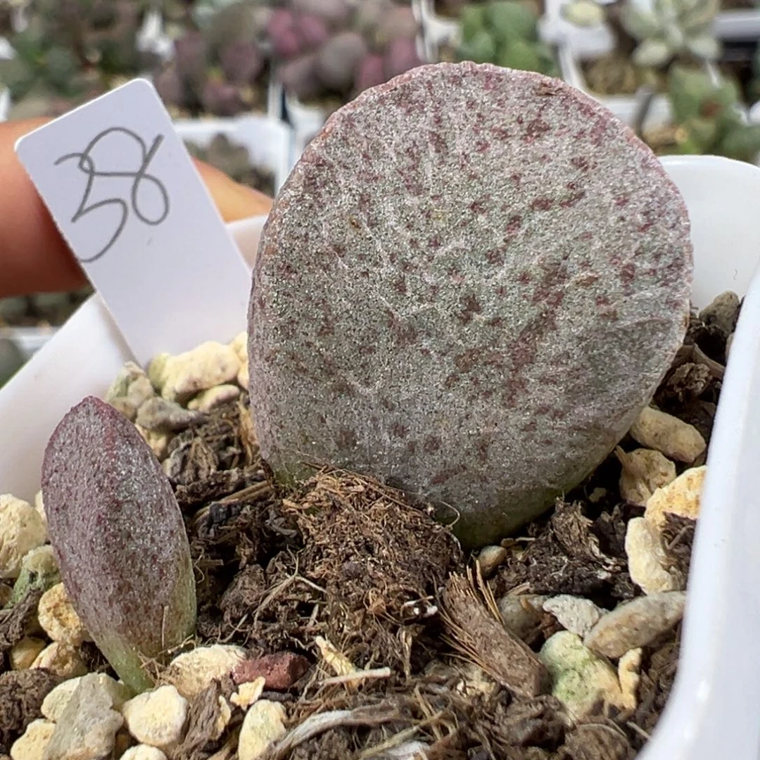 w胖叶型斑点款实生新品