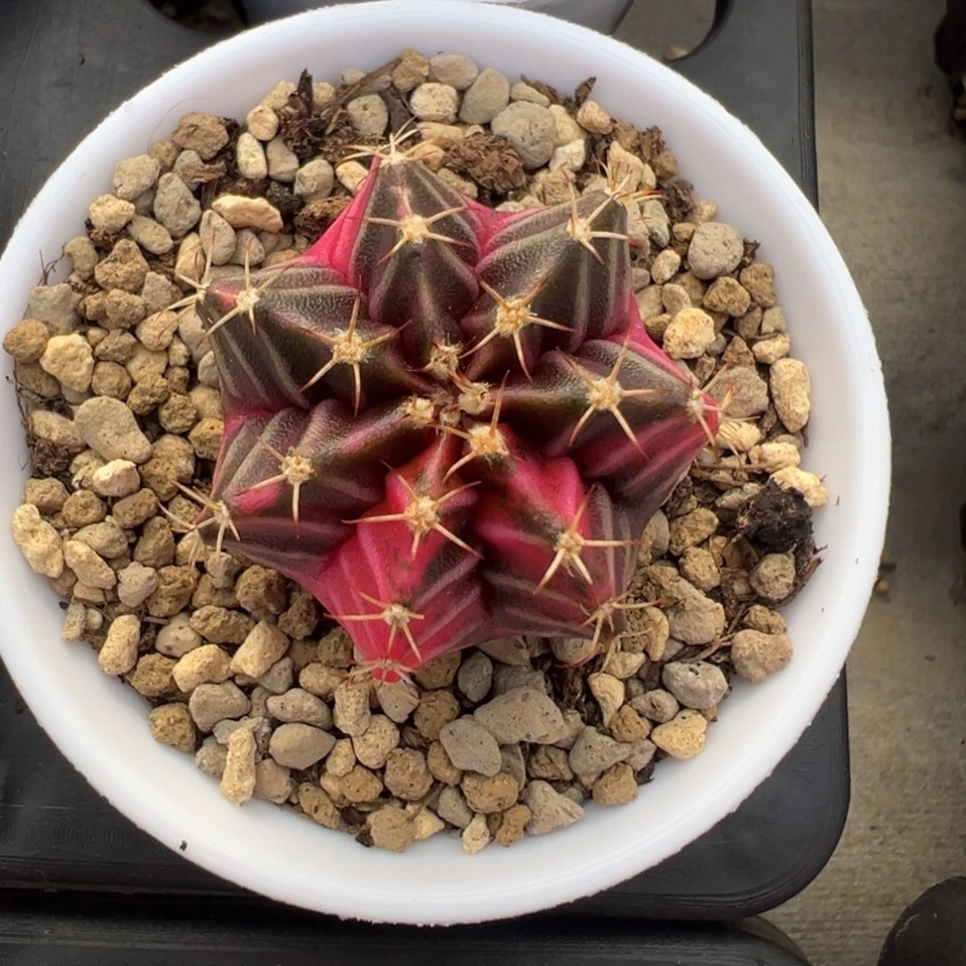 261 好看的米哈冲冲冲