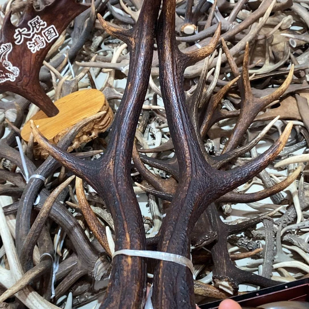 日*光鹿角鹿角鹿角