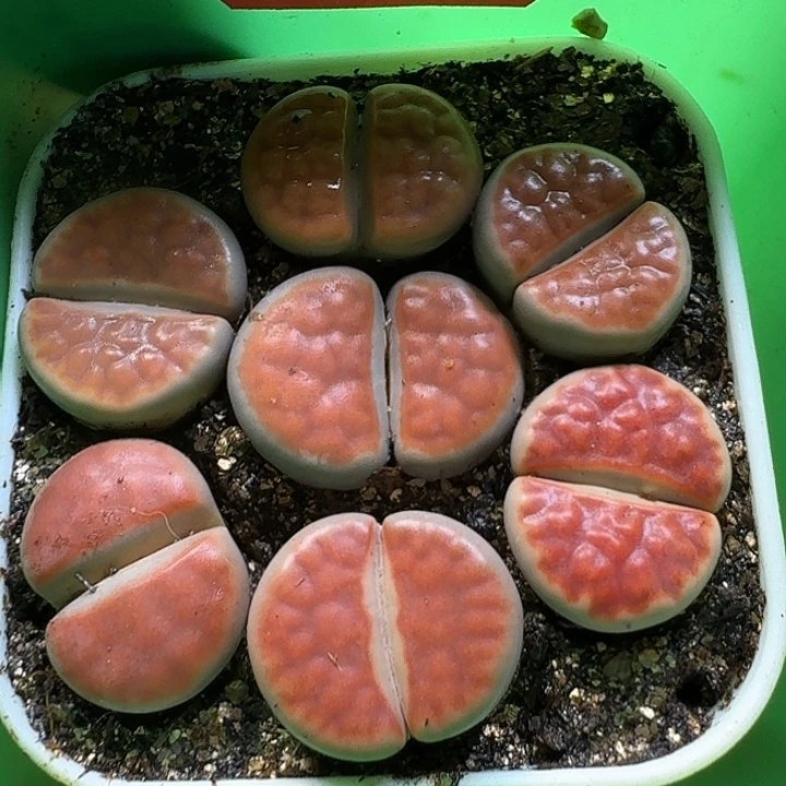 生石花211111。   236