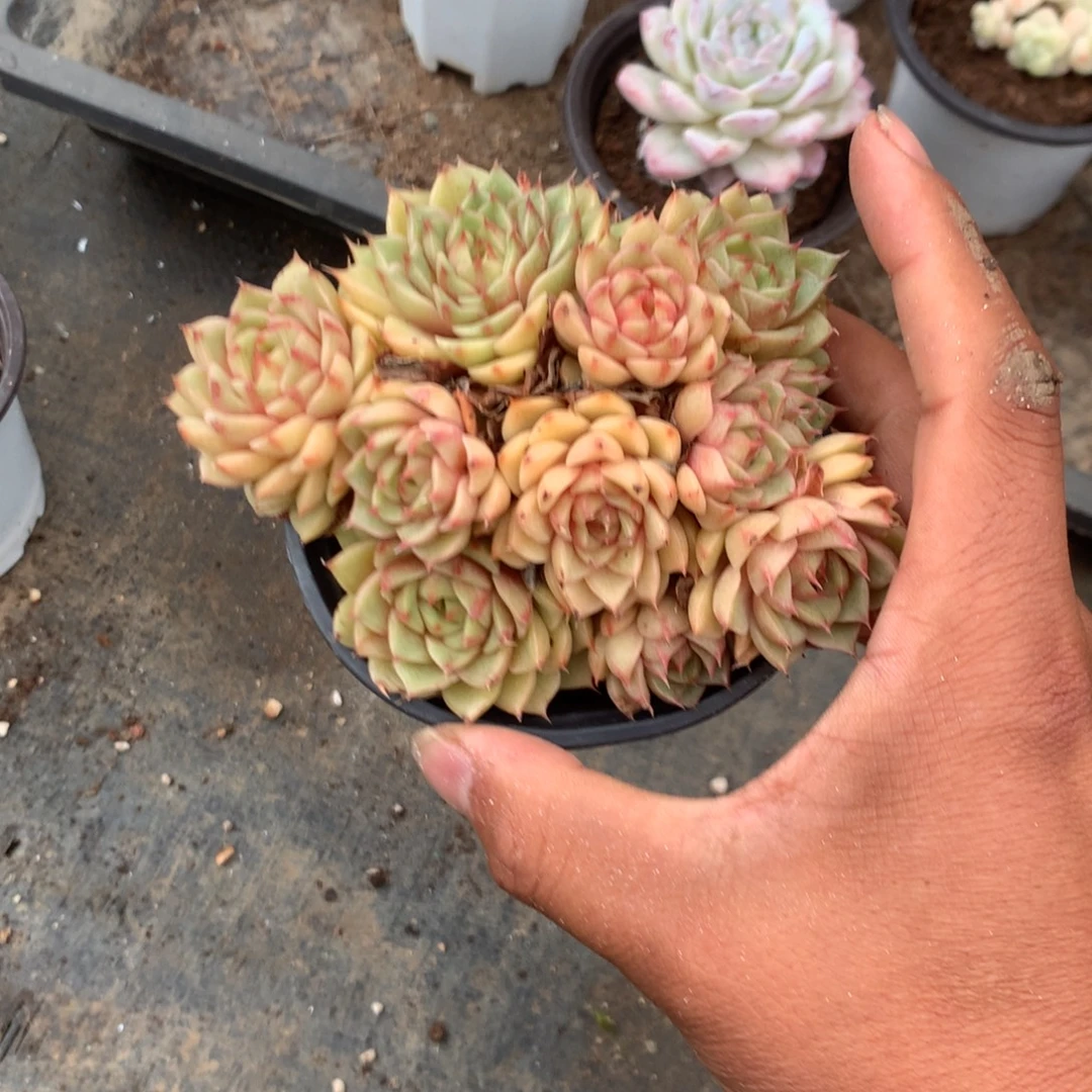 那时候是个啥日子都是个
