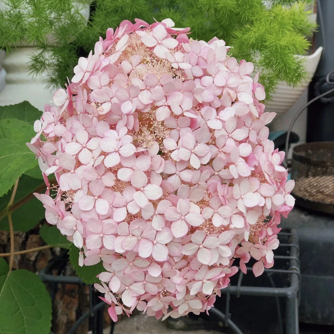 粉色【贝拉安娜】绣球花盆栽庭院阳台新手易养护喜水花园植物