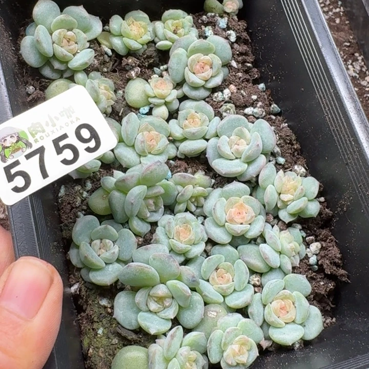 暖****多肉植物多肉植物