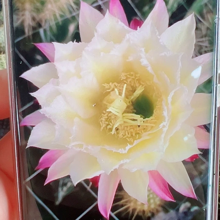 毛花柱3-044侧芽一棵