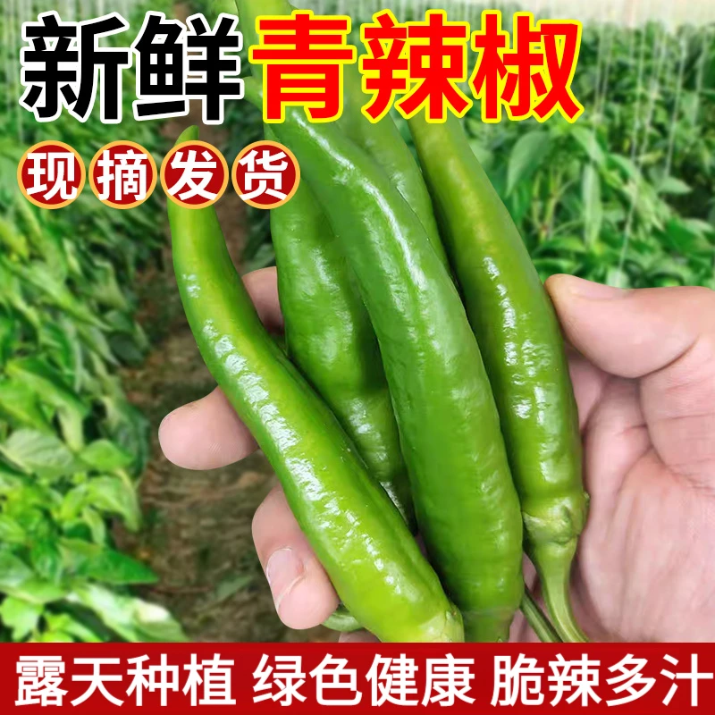 【坏果包赔】辣椒新鲜正宗香浓微辣肉厚多汁泡菜辣椒食材农家自种