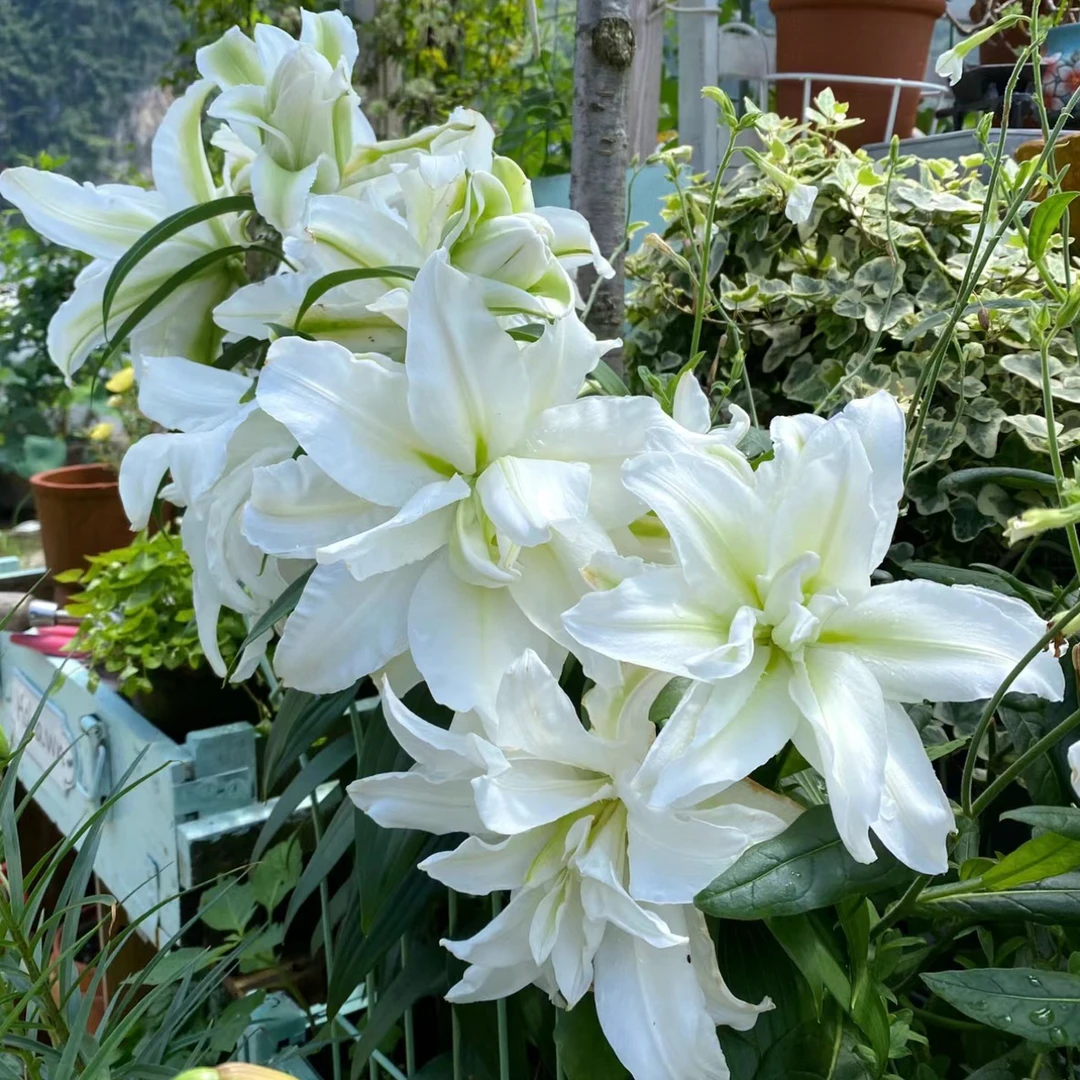 直播15:17【爱莎】1个种球四季可种荷兰进口香水百合球重瓣室内外