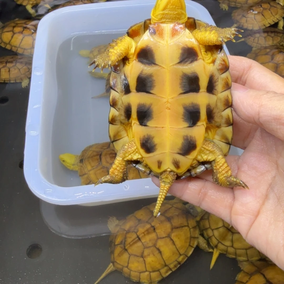 ¥***¥公母搭配宠物龟背甲8.5