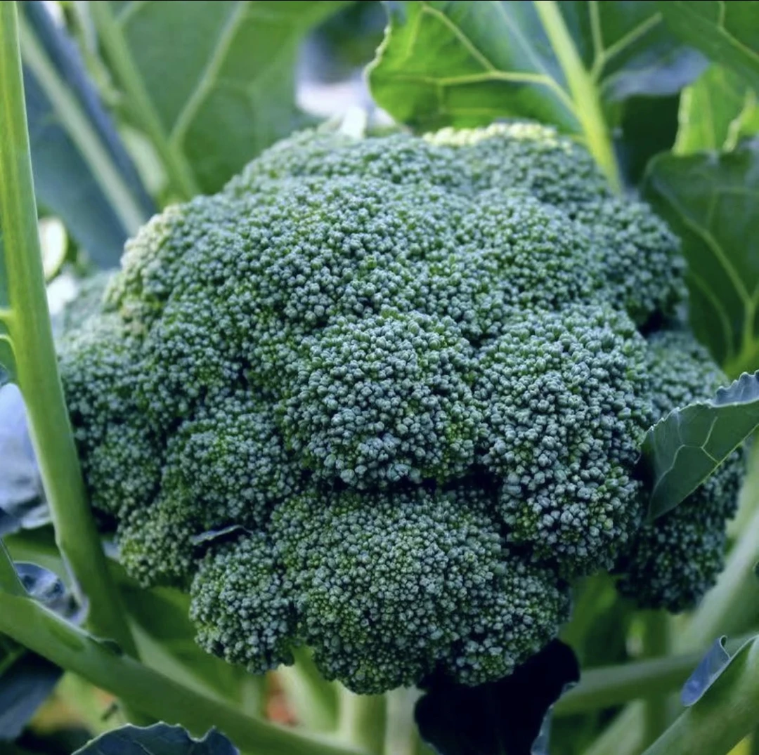 河南应季新鲜采摘新鲜发（当季露天西蓝花西兰花）3斤包邮